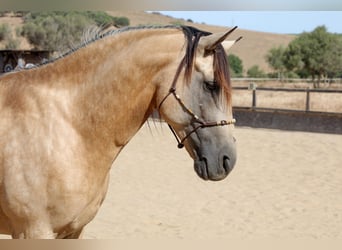 buckskin andalusian horses