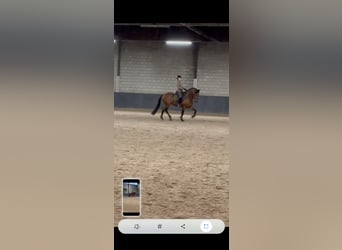 Andalusian, Stallion, 10 years, 16 hh, Brown