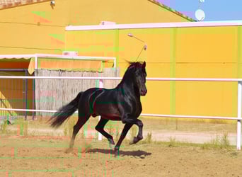 Andalusian, Stallion, 10 years, 16 hh, Brown