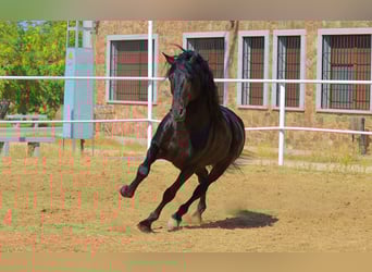 Andalusian, Stallion, 10 years, 16 hh, Brown