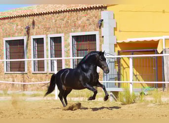 Andalusian, Stallion, 10 years, 16 hh, Brown