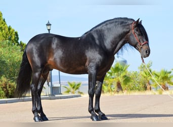 Andalusian, Stallion, 10 years, 16 hh, Brown