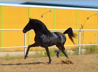 Andalusian, Stallion, 10 years, 16 hh, Brown