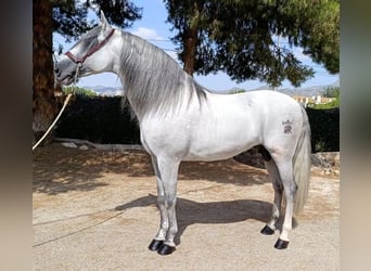 Andalusian, Stallion, 10 years, 16 hh, Gray