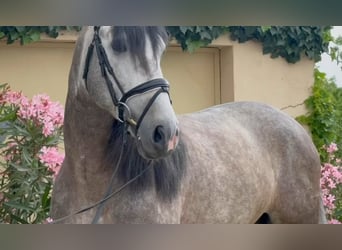 Andalusian, Stallion, 10 years, 16,1 hh, Grey-Dapple