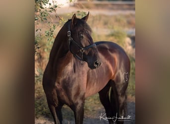 Andalusian, Stallion, 10 years, 17 hh, Smoky-Black