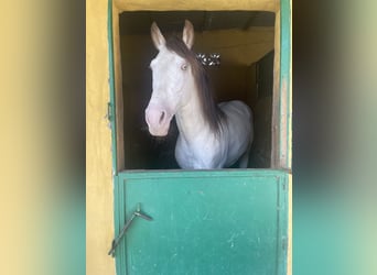 Andalusian, Stallion, 11 years, 14.2 hh, Champagne