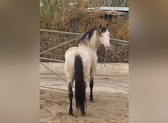 Andalusian, Stallion, 11 years, 14.2 hh, Champagne