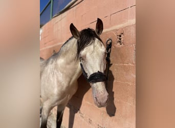 Andalusian, Stallion, 11 years, 14.2 hh, Champagne