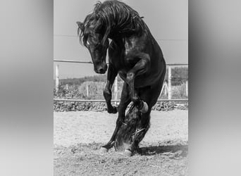 Andalusian Mix, Stallion, 11 years, 15,1 hh, Black