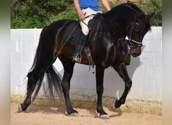 Andalusian, Stallion, 11 years, 16.2 hh, Brown