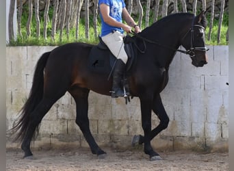 Andalusian, Stallion, 11 years, 16.2 hh, Brown