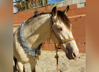 Andalusian, Stallion, 12 years, 14.2 hh, Champagne