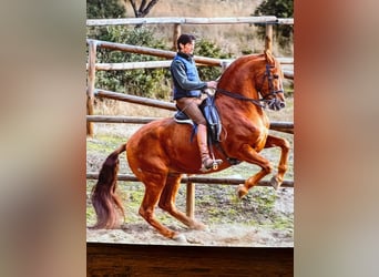 Andalusian, Stallion, 12 years, Sorrel