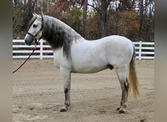 Andalusian, Stallion, 13 years, 15.2 hh, Gray