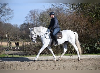 Andalusian, Stallion, 13 years, 16.2 hh, Gray-Fleabitten