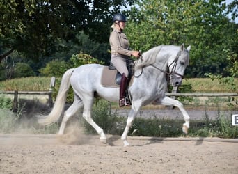 Andalusian, Stallion, 13 years, 16.2 hh, Gray-Fleabitten