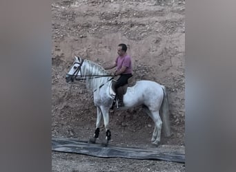 Andalusian, Stallion, 13 years, 16 hh, Can be white