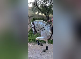 Andalusian, Stallion, 13 years, 16 hh, Can be white