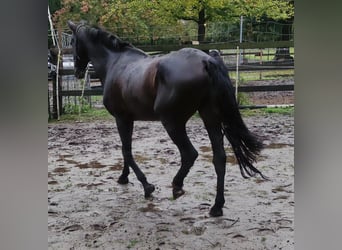 Andalusier, Hengst, 14 Jahre, 15,1 hh, Rappe