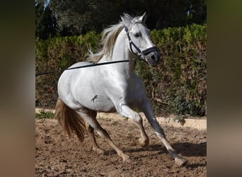 Andalusian, Stallion, 14 years, 15.2 hh, Gray