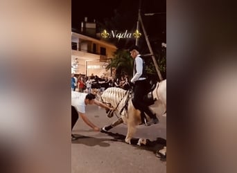 Andalusian, Stallion, 14 years, 15,2 hh, Cremello