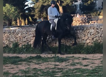 Andalusian, Stallion, 14 years, 16.1 hh, Black