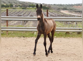 Andalusian, Stallion, 1 year, 11,2 hh
