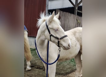 Andalusian, Stallion, 1 year, 13,1 hh, Cremello