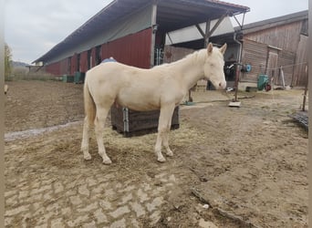 Andalusian, Stallion, 1 year, 13,1 hh, Cremello