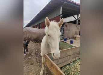 Andalusian, Stallion, 1 year, 13,1 hh, Cremello