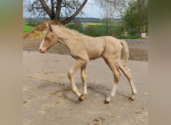 Andalusian, Stallion, 1 year, 13,1 hh, Cremello