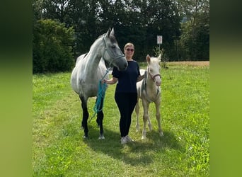 Andalusian, Stallion, 1 year, 13,1 hh, Cremello