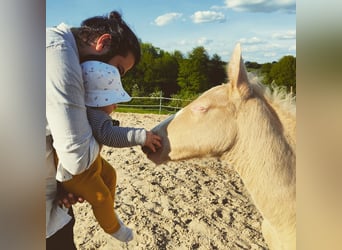 Andalusian, Stallion, 1 year, 13,1 hh, Cremello