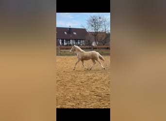 Andalusian, Stallion, 1 year, 13,1 hh, Cremello