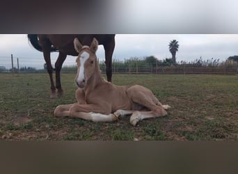 Andalusian, Stallion, 1 year, 13.1 hh, Palomino