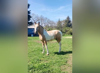 Andalusian Mix, Stallion, 1 year, 13.2 hh, Pinto