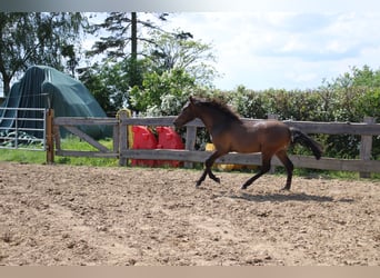 Andalusian, Stallion, 1 year, 13.3 hh, Brown