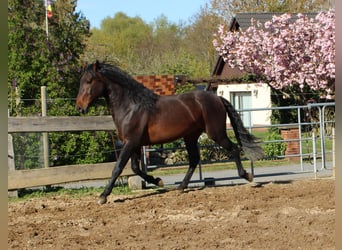 Andalusian, Stallion, 1 year, 13.3 hh, Brown