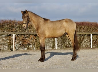 Andalusian, Stallion, 1 year, 14.1 hh, Dun