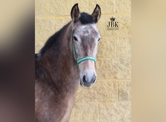 Andalusian, Stallion, 1 year, 14.1 hh, Gray