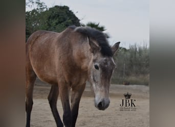 Andalusian, Stallion, 1 year, 14.1 hh, Gray-Red-Tan