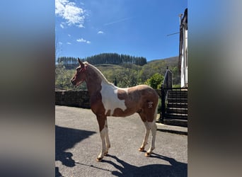 Andalusian, Stallion, 1 year, 14.1 hh, Pinto