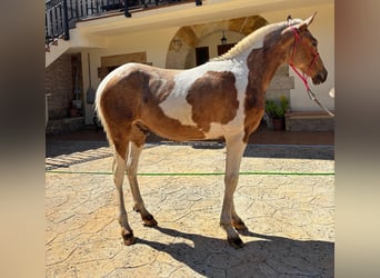 Andalusian, Stallion, 1 year, 14.1 hh, Pinto