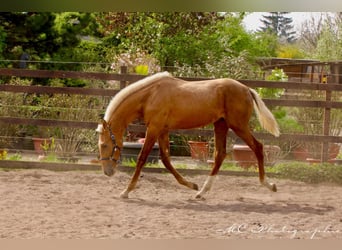 Andalusian, Stallion, 1 year, 14.2 hh, Palomino
