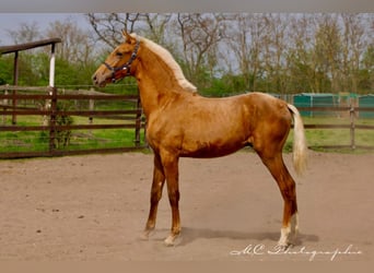 Andalusian, Stallion, 1 year, 14.2 hh, Palomino
