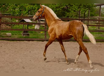 Andalusian, Stallion, 1 year, 14.2 hh, Palomino