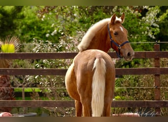 Andalusian, Stallion, 1 year, 14.2 hh, Palomino