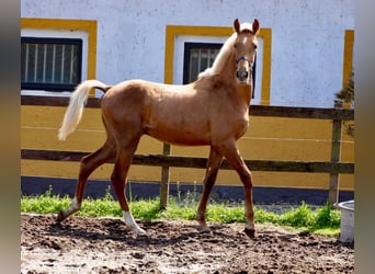 Andalusian, Stallion, 1 year, 14.2 hh, Palomino