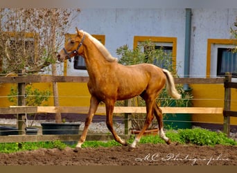 Andalusian, Stallion, 1 year, 14.2 hh, Palomino